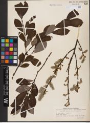 Foto von Salix aurita L. x Salix caprea L.